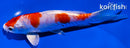 6" KIKUSUI