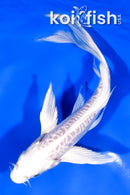 6.25" ARAGOKE PLATINUM OGON BUTTERFLY