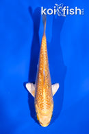 4" GINRIN YAMABUKI OGON