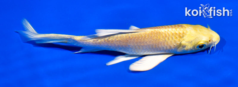 5" YAMABUKI OGON BUTTERFLY