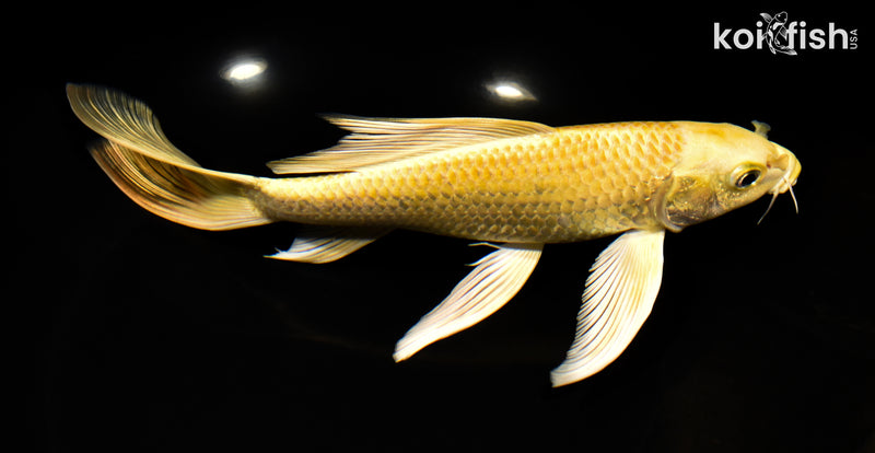 8.5" YAMABUKI OGON BUTTERFLY