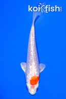 5.5" GINRIN HARIWAKE