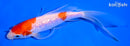 5.75" GINRIN KOHAKU BUTTERFLY