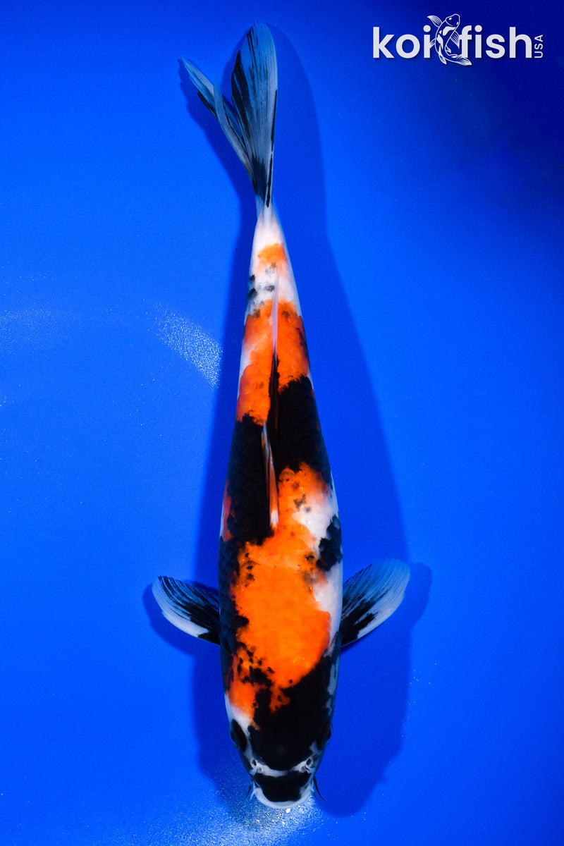 10.75" SHOWA