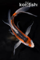 7" SHUSUI BUTTERFLY