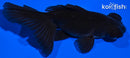 4.25" TELESCOPE FANTAIL GOLDFISH