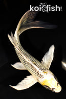 7.75" KUJAKU BUTTERFLY
