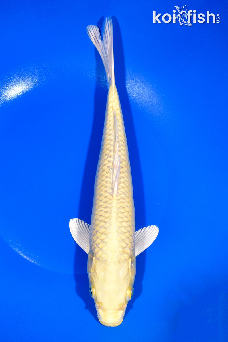 11" YAMABUKI OGON