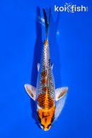 5" KUJAKU
