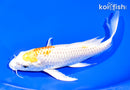 7.25" HARIWAKE BUTTERFLY
