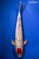 16.5" TANCHO SANKE