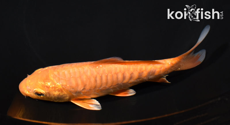 5.75" ARAGOKE CHAGOI