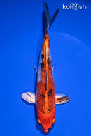 6.75" GINRIN YAMATO NISHIKI