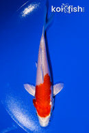 4" HARIWAKE
