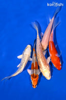 PACK OF (5) 4.25-5" STANDARD KOI