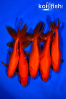 PACK OF (5) 5.25-5.75" WAKIN GOLDFISH