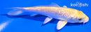 5" GINRIN YAMABUKI OGON