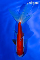 5" SARASA WATONAI GOLDFISH