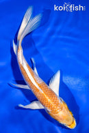 5.5" HARIWAKE BUTTERFLY