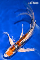 10" BENI KIKOKURYU BUTTERFLY