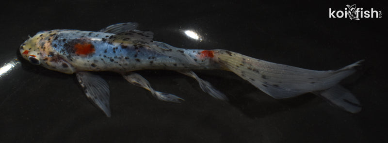 7.5" SHUBUNKIN GOLDFISH