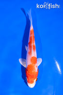 4.5" HARIWAKE