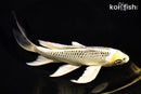 7.75" KUJAKU BUTTERFLY