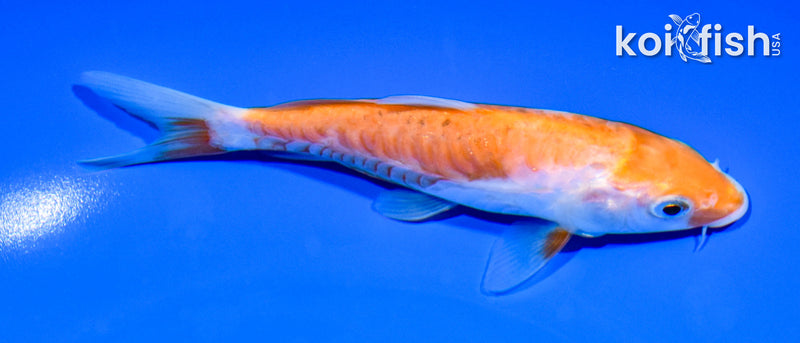 5.5" ARAGOKE KOHAKU