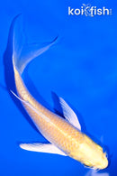 4.75" YAMABUKI OGON BUTTERFLY