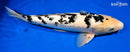 18.5" GINRIN SHIRO BEKKO