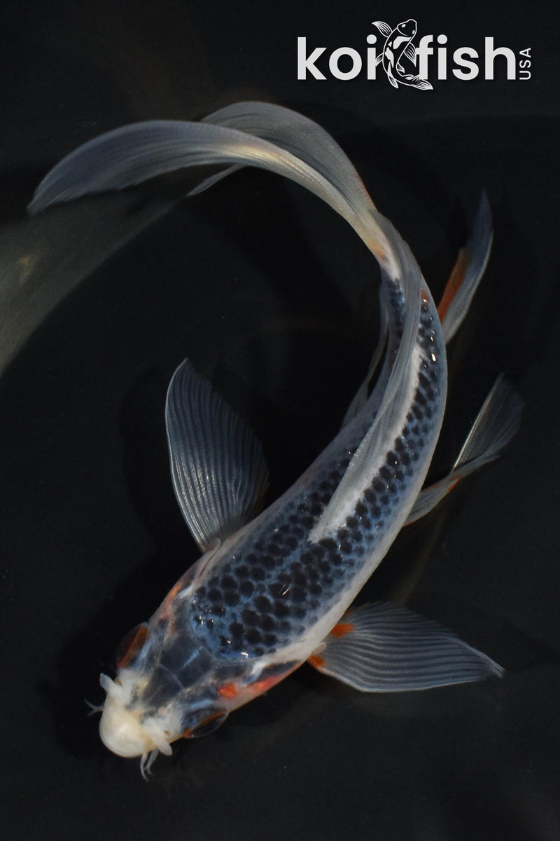 5" ASAGI BUTTERFLY