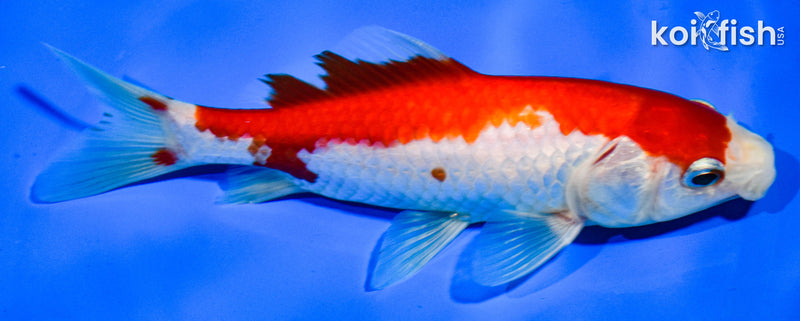 6" HIBUNA GOLDFISH