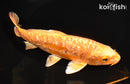 7.5" GINRIN ARAGOKE ORENJI OGON
