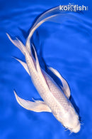 8.25" GINRIN PLATINUM OGON BUTTERFLY