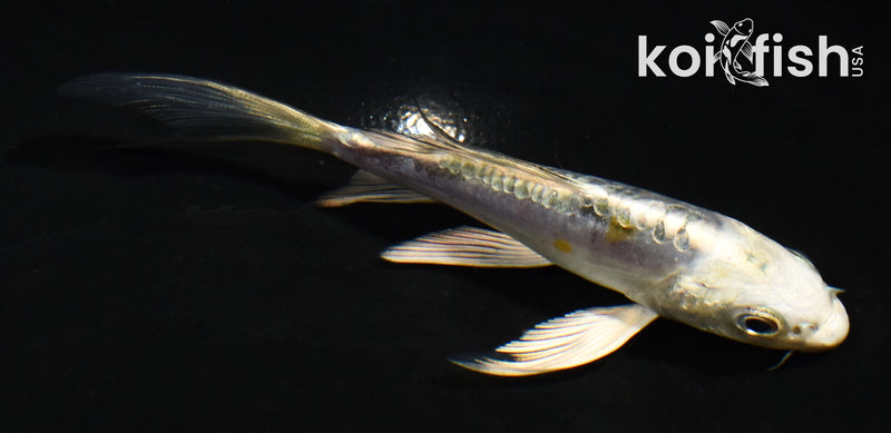 4" KIN KIKOKURYU BUTTERFLY