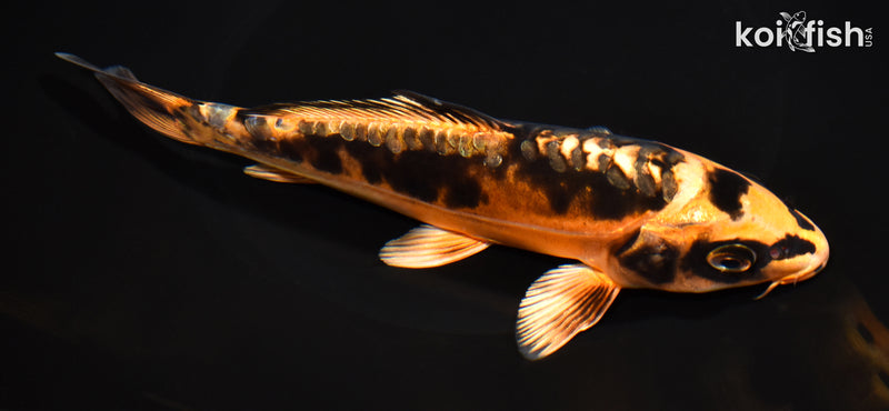 7.75" BENI KIKOKURYU
