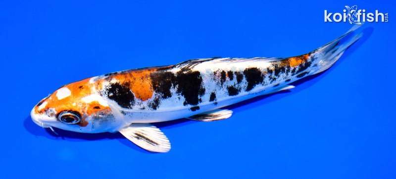 8" HEISEI NISHIKI