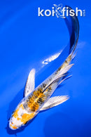 4" YAMATO NISHIKI BUTTERFLY