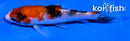 4.5" GINRIN SANKE
