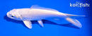5.5" PLATINUM OGON