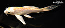 7.5" GINRIN HARIWAKE BUTTERFLY