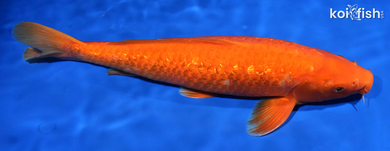 15.5" GINRIN BENIGOI