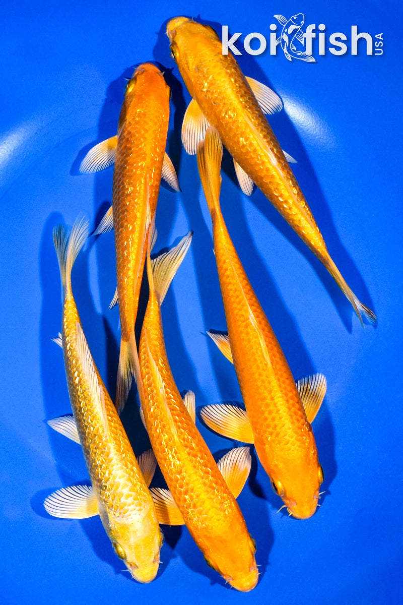 PACK OF (5) 5.5"-6" OGON KOI