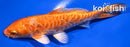 5.75" DOITSU ORENJI OGON
