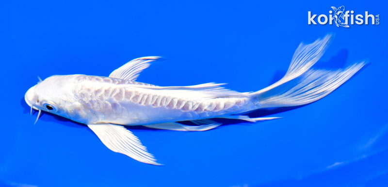 6.25" ARAGOKE PLATINUM OGON BUTTERFLY