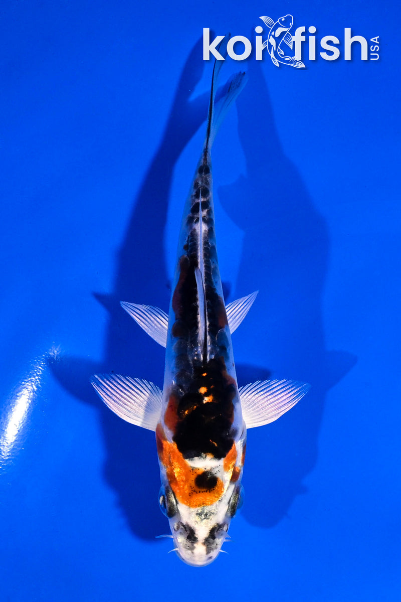 4.5" BENI KIKOKURYU
