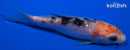 4.25" GINRIN SANKE