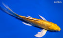 8.25" GINRIN YAMABUKI OGON BUTTERFLY