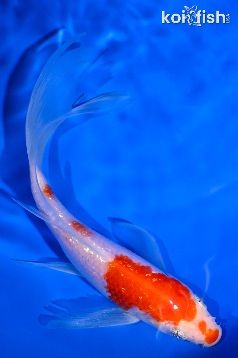 5.75" GINRIN KOHAKU BUTTERFLY