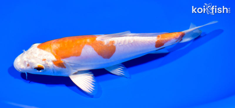 6.75" KIKUSUI